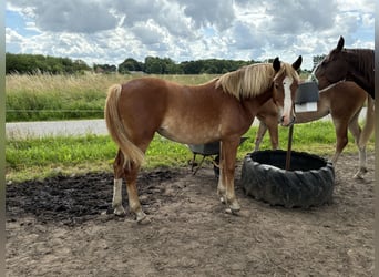 Frederiksborg, Mare, 1 year, 16,1 hh, Chestnut