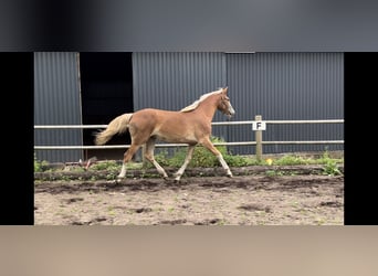 Frederiksborg, Mare, 1 year, 16,1 hh, Chestnut