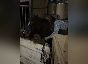 Frederiksborg, Mare, 2 years, 15,2 hh, Chestnut-Red