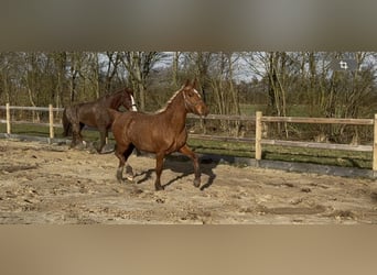 Frederiksborg, Mare, 2 years, 15,2 hh, Chestnut-Red