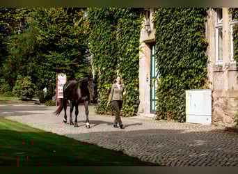 Frederiksborg, Semental, 6 años, Negro