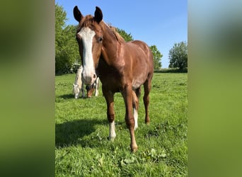 Frederiksborg, Stallion, 1 year, 15.3 hh, Chestnut-Red