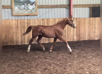 Frederiksborg, Stallion, 1 year, 15.3 hh, Chestnut-Red