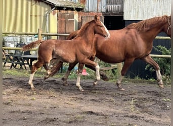 Frederiksborg, Stallion, 1 year, 16 hh, Chestnut