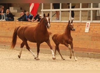 Frederiksborg, Stallion, 1 year, 16 hh, Chestnut-Red
