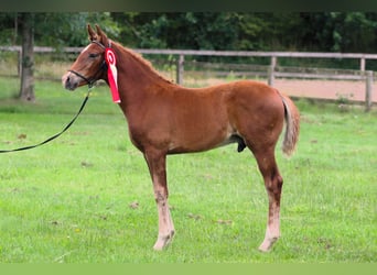 Frederiksborg, Stallion, 1 year, 16 hh, Chestnut-Red