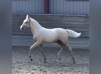 Frederiksborg, Stallion, 1 year, 16 hh, Palomino