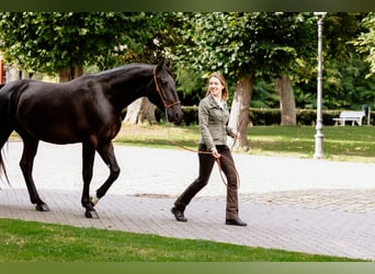 Frederiksborg, Stallion, 6 years, Black