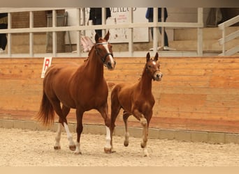 Frederiksborg, Stallion, Foal (04/2023), 16 hh, Chestnut-Red