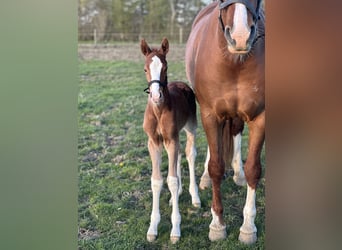 Frederiksborgare, Hingst, Föl (04/2024), 166 cm, Fux med ål