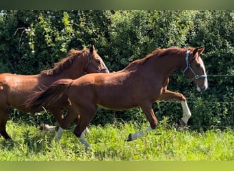 Frederiksborger, Castrone, 2 Anni, 160 cm, Sauro