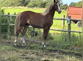 Frederiksborger, Giumenta, 1 Anno, 160 cm, Sauro