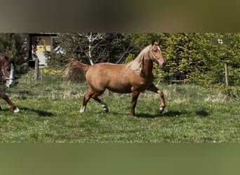 Frederiksborger, Giumenta, 2 Anni, 160 cm, Sauro