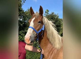 Frederiksborger, Giumenta, 2 Anni, 167 cm, Sauro scuro