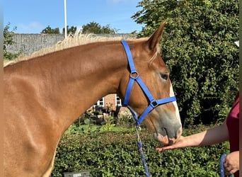 Frederiksborger, Giumenta, 2 Anni, 167 cm, Sauro scuro