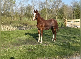 Frederiksborger, Hengst, 1 Jahr, 165 cm, Dunkelfuchs