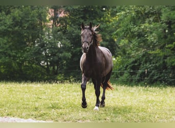 Frederiksborger, Hengst, 6 Jahre, Rappe
