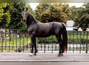 Frederiksborger, Hengst, 6 Jahre, Rappe