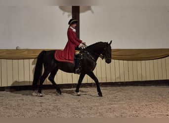 Frederiksborger, Hengst, 6 Jahre, Rappe