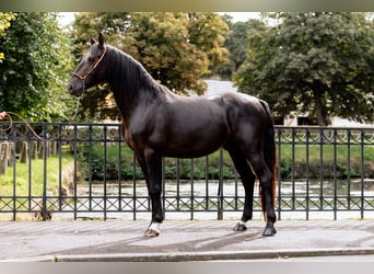 Frederiksborger, Hengst, 6 Jahre, Rappe