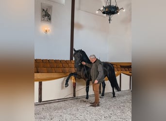 Frederiksborger, Hengst, 7 Jahre, Rappe