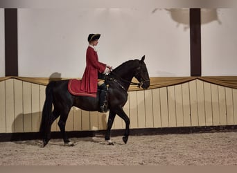 Frederiksborger, Hengst, 7 Jahre, Rappe