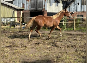 Frederiksborger, Merrie, 1 Jaar, 160 cm, Vos