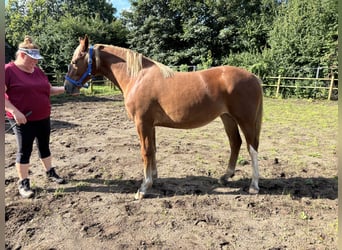 Frederiksborger, Merrie, 1 Jaar, 160 cm, Vos