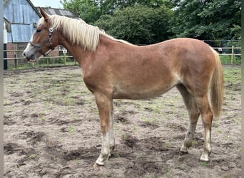 Frederiksborger, Merrie, 1 Jaar, 167 cm, Donkere-vos