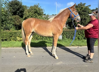 Frederiksborger, Merrie, 1 Jaar, 167 cm, Donkere-vos