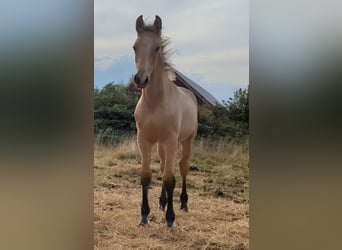 Frederiksborger, Merrie, 1 Jaar, Buckskin