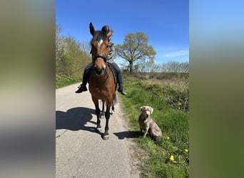 Frederiksborger Mix, Merrie, 5 Jaar, 158 cm, Bruin