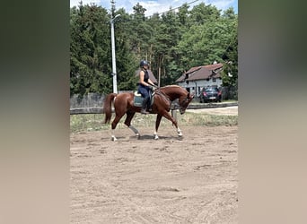 Frederiksborger, Wallach, 15 Jahre, 160 cm, Fuchs