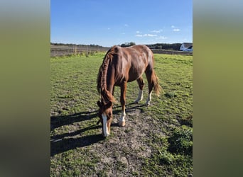 Frederiksborger, Wallach, 4 Jahre