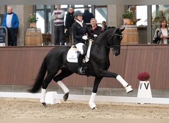 Hanoverian, Stallion, 7 years, 17 hh, Black