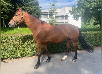 Freiberg / Franches Montagnes, Castrone, 10 Anni, 157 cm, Baio