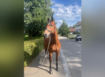 Freiberg / Franches Montagnes, Castrone, 10 Anni, 157 cm, Baio