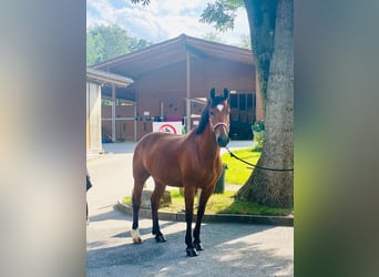 Freiberg / Franches Montagnes, Castrone, 10 Anni, 157 cm, Baio