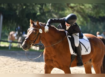 Freiberg / Franches Montagnes, Castrone, 10 Anni, 162 cm, Baio