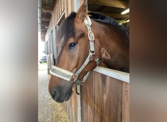 Freiberg / Franches Montagnes, Castrone, 10 Anni, 168 cm, Baio scuro