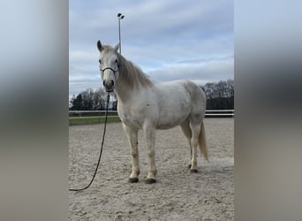 Freiberg / Franches Montagnes, Castrone, 12 Anni, 168 cm, Grigio