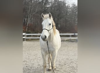 Freiberg / Franches Montagnes, Castrone, 12 Anni, 168 cm, Grigio