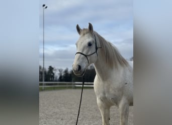 Freiberg / Franches Montagnes, Castrone, 12 Anni, 168 cm, Grigio