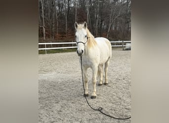 Freiberg / Franches Montagnes, Castrone, 12 Anni, 168 cm, Grigio