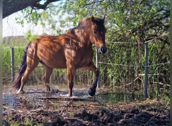 Freiberg / Franches Montagnes Mix, Castrone, 13 Anni, 157 cm, Baio