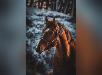 Freiberg / Franches Montagnes, Castrone, 3 Anni, 158 cm, Baio