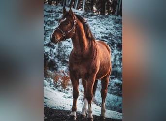 Freiberg / Franches Montagnes, Castrone, 3 Anni, 158 cm, Baio