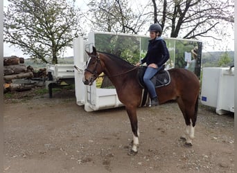 Freiberg / Franches Montagnes, Castrone, 3 Anni, 159 cm, Baio scuro