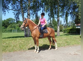 Freiberg / Franches Montagnes, Castrone, 3 Anni, 159 cm, Sauro