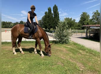 Freiberg / Franches Montagnes, Castrone, 3 Anni, 162 cm, Sauro scuro